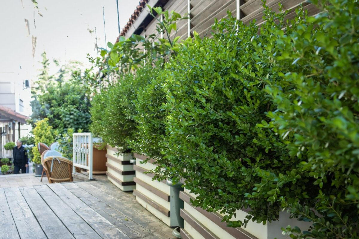 Vibrant green plants in concrete planters adorn a stylish outdoor space in Amasya, Turkey.